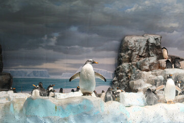 Nagoya, Japan – April 15, 2024: Gentoo penguins, the third-largest penguin species after Emperor...