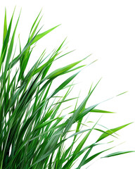 Naklejka premium Lush green grass blades against black background