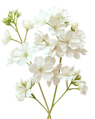 Fototapeta premium Delicate white flowers blooming beautifully on black background