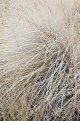 Real photo dried grass plant stem nature beige boho earthy tones texture abstract background bg