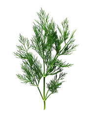 Fototapeta premium Fresh Dill Sprig Isolated on Black Background