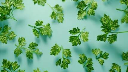 Obraz premium Flat Lay Fresh Variegated Parsley Leaves on Mint Background Food Herb Plant