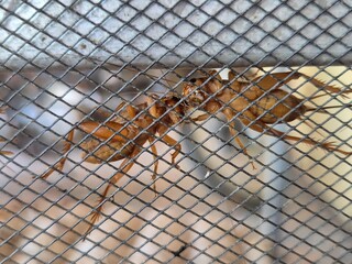 Close-up view of live crickets inside a mesh cage at an insect farm or breeding facility