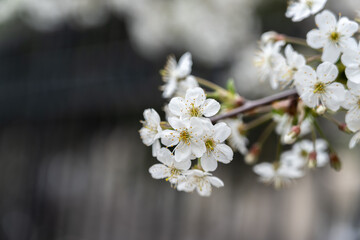 White blossoming apple trees. White apple tree flowers