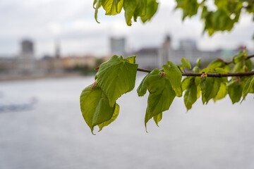 Tilia cordata, the small-leaved lime or small-leaved linden branch with fresh leaves in spring