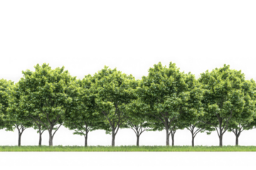 Row of green trees png cutout for landscaping and architectural visualization resources, foliage elements, nature assets isolated on transparent background