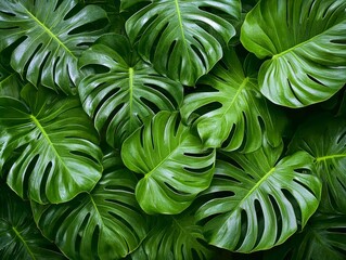 selective focus bright green leaves of tropical plant