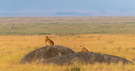 Two lions -Panthera Leo- resting resting on a rock in the Serengeti national park, Tanzania