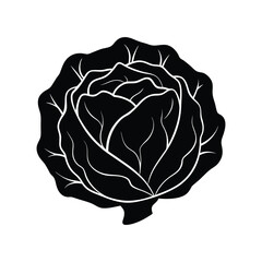 head of cabbage