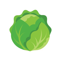 cabbage isolated on white