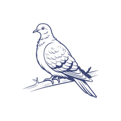dove on branch