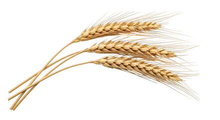 Three Wheat Ears On Black Background