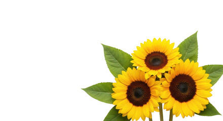 Fototapeta premium Three Sunflowers On Black Background