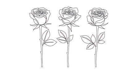 Three Line Art Roses On Black
