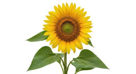 Fototapeta premium Vibrant Single Sunflower On Black