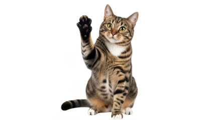 Tabby Cat Raising Paw Black Background