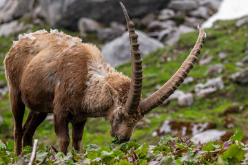 Wildtiere in freier Wildbahn - Steinböcke