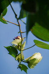 leaves Cotton flowers, among green leaves and soft blurred style for background, selective focus point.Cotton flower on the Cotton tree plant in Thailand. Beautiful pink flower with in the morning.