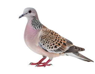 Spotted dove with distinctive spotted neck pattern perched isolated on white background
