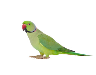 Rose ringed parakeet with vibrant green feathers and distinctive red ring around neck isolated on white background