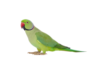 Rose ringed parakeet with vibrant green feathers and distinctive red ring around neck isolated on white background
