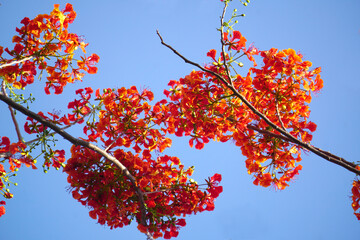 Summer red Delonix regia flowers in Thailand. Delonix regia flower (another names is Royal Poinciana, Flamboyant Tree, Flame Tree, Peacock Flower, Gulmohar) in bloom. Natural and plant concept.
