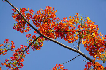 Summer red Delonix regia flowers in Thailand. Delonix regia flower (another names is Royal Poinciana, Flamboyant Tree, Flame Tree, Peacock Flower, Gulmohar) in bloom. Natural and plant concept.