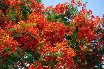 Summer red Delonix regia flowers in Thailand. Delonix regia flower (another names is Royal Poinciana, Flamboyant Tree, Flame Tree, Peacock Flower, Gulmohar) in bloom. Natural and plant concept.