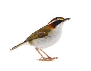 Common tailorbird with olive green plumage and upright tail perched isolated on white background
