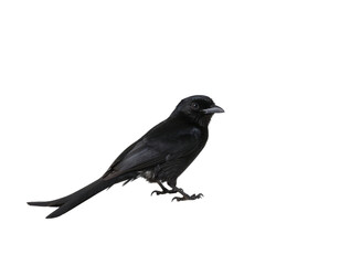 Obraz premium Black drongo bird with glossy feathers and forked tail perched isolated on white background