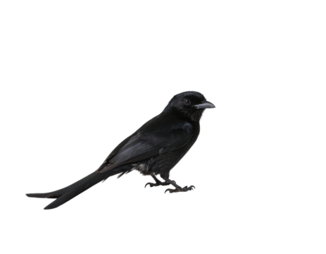 Black drongo bird with glossy feathers and forked tail perched isolated on white background