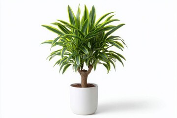 A vibrant dracaena fragrans plant with variegated green and yellow leaves in a white ceramic pot against a clean white background