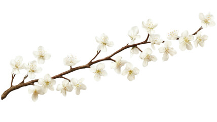 Pink cherry blossom flower branch in full bloom isolated on white background