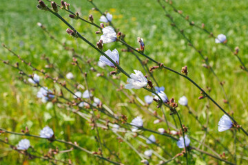 Close-up of light blue chicory flowers Cichorium intybus blooming on thin stems in a bright green...