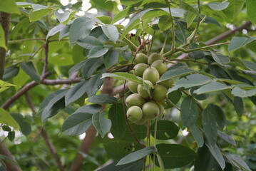 Walnut Tree Fruit Cluster