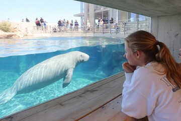 Young girl admiring a gentle manatee swimming gracefully in a large aquarium, surrounded by onlookers capturing the moment of nature's beauty and marine life conservation.