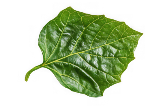 Detailed green leaf veins close-up botanical nature plant foliage single leaf design element isolated on transparent background