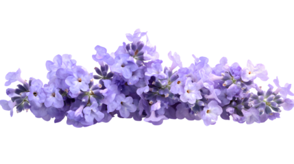 Close-up of Blooming Lavender Flowers on Black Backdrop, Showcasing Delicate Purple Petals and Floral Arrangement for Aromatherapy and Botanical Beauty isolated on transparent background