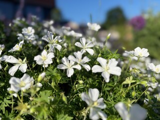 White geranium (Geranium sanguineum) flowers blooming in sunlight. Delicate hardy cranesbill in a...