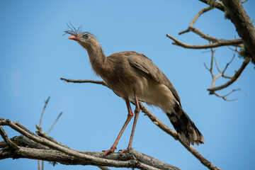 The seriema, a bird typical of the Brazilian savannah, stands out for its long legs, shrill song and elegant gait. An agile hunter, it lives in open fields and loves the sun.