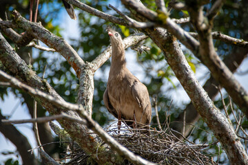 seriema, Cariama cristata, bird, cerrado, Brazil, curved beak, long legs, loud song, predator, open field, habitat, crest, behavior, vocalization, plumage, territoriality, hunting, feeding, reptiles, 