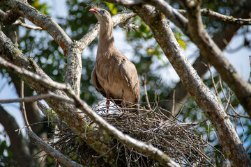 seriema, Cariama cristata, bird, cerrado, Brazil, curved beak, long legs, loud song, predator, open...