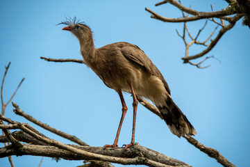 The seriema, a bird typical of the Brazilian savannah, stands out for its long legs, shrill song...