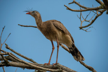 The seriema, a bird typical of the Brazilian savannah, stands out for its long legs, shrill song...