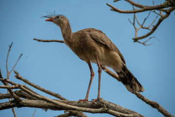 The seriema, a bird typical of the Brazilian savannah, stands out for its long legs, shrill song and elegant gait. An agile hunter, it lives in open fields and loves the sun.