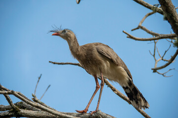 The seriema, a bird typical of the Brazilian savannah, stands out for its long legs, shrill song...