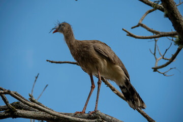 The seriema, a bird typical of the Brazilian savannah, stands out for its long legs, shrill song and elegant gait. An agile hunter, it lives in open fields and loves the sun.