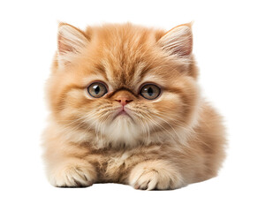 cat isolated png