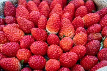 Detail of a harvesting basket full of strawberries. Fresh red fruits on rustic wicker, ready to...