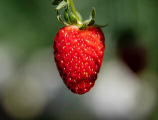 Close-up photos of the strawberry reveal every detail of the fruit: golden seeds, shiny surface and...
